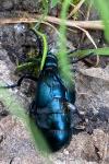 Meloe violaceus