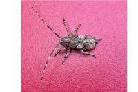 Mesosa nebulosa