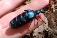 Meloe violaceus