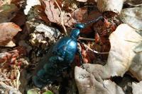 Meloe violaceus