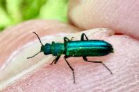 Psilothrix viridicoerulea