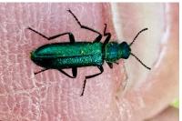 Psilothrix viridicoerulea