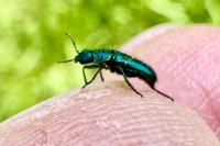 Psilothrix viridicoerulea