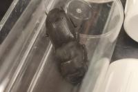 Dorcus parallelipipedus