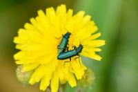 Psilothrix viridicoerulea