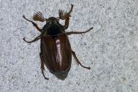 Melolontha melolontha