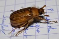 Rhizotrogus marginipes