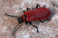 Pyrochroa coccinea
