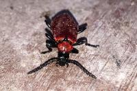 Pyrochroa coccinea