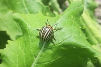 Leptinotarsa decemlineata