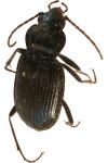 Nebria salina