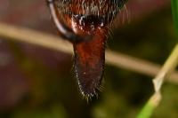 Melolontha melolontha