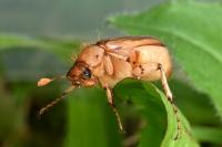 Rhizotrogus marginipes