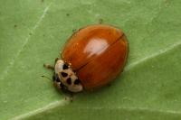 Harmonia axyridis