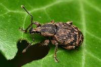 Otiorhynchus veterator