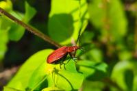 Pyrochroa serraticornis