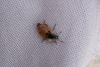 Dendroxena quadrimaculata
