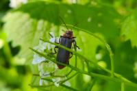 Cantharis rustica