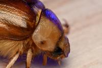 Rhizotrogus aestivus