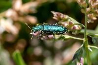 Psilothrix viridicoerulea