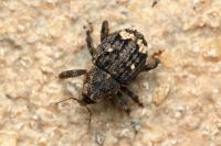 Echinodera hypocrita