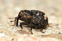 Echinodera hypocrita