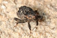 Echinodera hypocrita