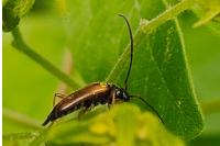 Alosterna tabacicolor