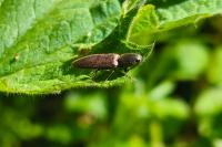 Athous haemorrhoidalis