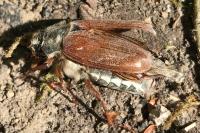 Melolontha melolontha