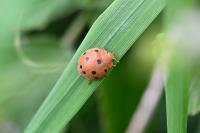 Henosepilachna argus