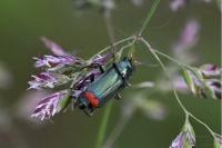 Malachius bipustulatus