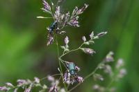 Malachius bipustulatus