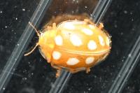 Halyzia sedecimguttata