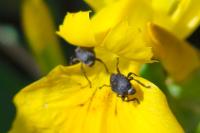 Mononychus punctumalbum