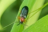 Oulema melanopus/duftschmidi