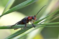 Cantharis rustica