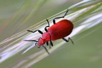 Pyrochroa serraticornis