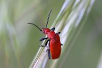 Pyrochroa serraticornis