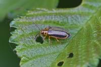 Xanthogaleruca luteola