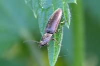 Athous haemorrhoidalis