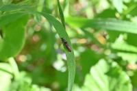 Athous haemorrhoidalis