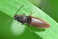 Athous haemorrhoidalis