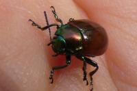 Chrysolina polita