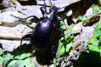 Calosoma inquisitor