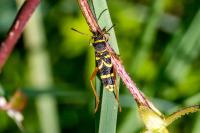 Clytus arietis