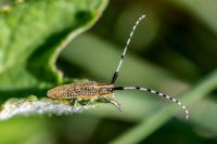 Agapanthia villosoviridescens