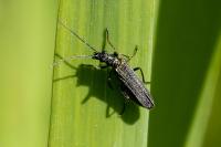 Oedemera