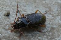 Nebria brevicollis