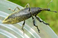 Lixus iridis